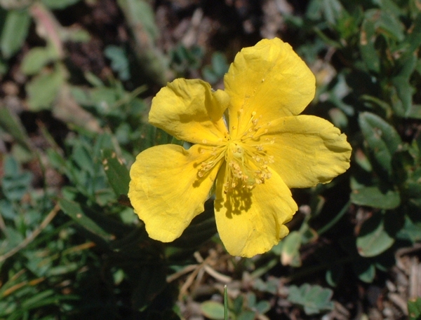 Altro fiore giallo: Helianthemum nummularium